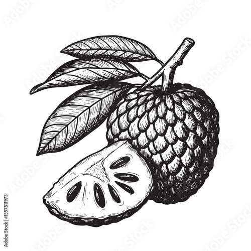 Intricate black and white vintage art silhouette of a custard apple fruit with leaf details