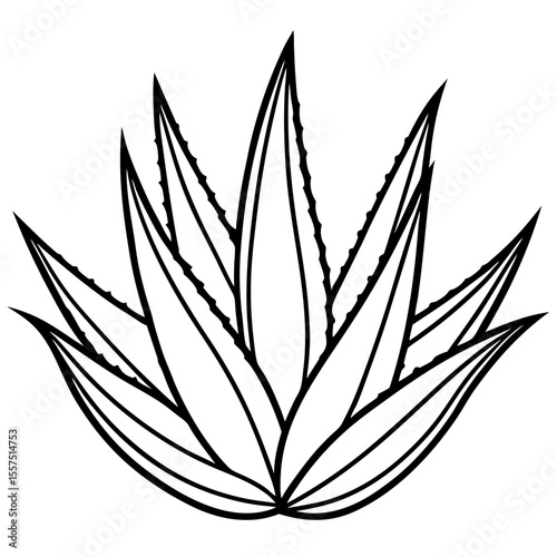 Aloe Vera line art vector