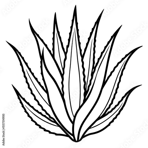 Aloe Vera line art vector