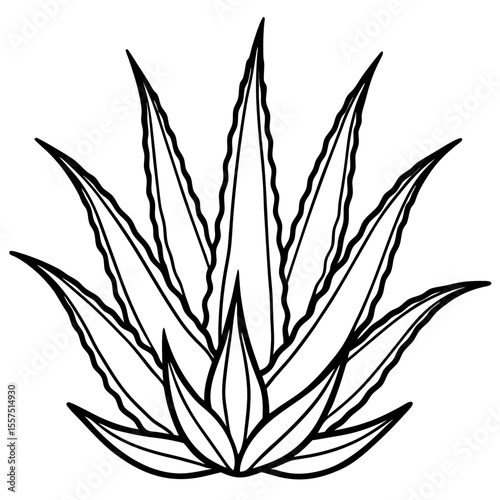 Aloe Vera line art vector