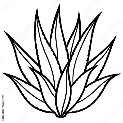Aloe Vera line art vector