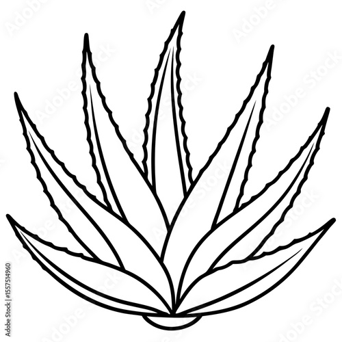 Aloe Vera line art vector