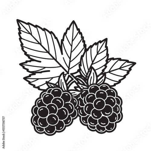 Simple vintage art silhouette illustration of fresh blackberries and leaves