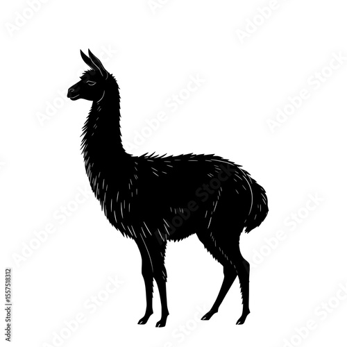 Black silhouette of a llama or alpaca with natural fur details on a white background. Vector Illustration.
