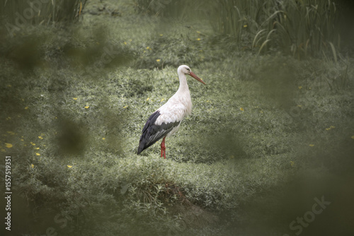 portrait of a stork in the marsh