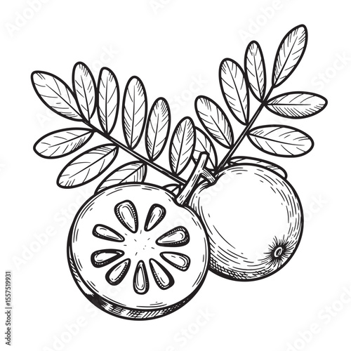 Vintage art silhouette illustration of wood apple fruit with leaves branch in black and white