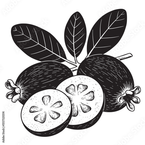 Vintage art silhouette of feijoa fruit with leaves and slices in black and white