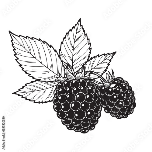 Vintage art silhouette of fresh blackberries with leaves in detailed outline