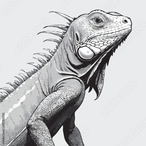 iguana vector illustration 