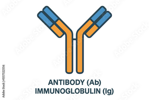 An immunoglobulin, also referred to as an antibody, is represented by a 3d vector