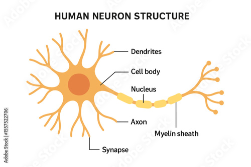 The structure of a human neuron, including an illustration of a brain neuron cell, its synapses, myelin sheath, cell body, nucleus, axon, and dendrites, as depicted in a neurology scheme