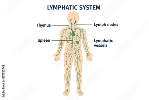 Anatomical vector illustration of the lymphatic system, presented in a medical educational diagram