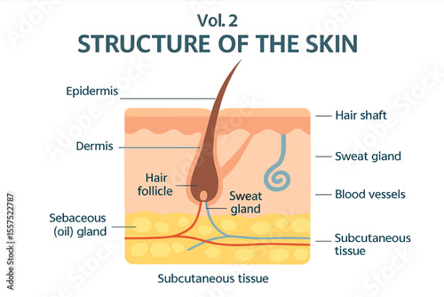 The illustration 'Vol.2 Structure of the skin info graphics' is a vector graphic set against a white background, symbolizing a beauty concept