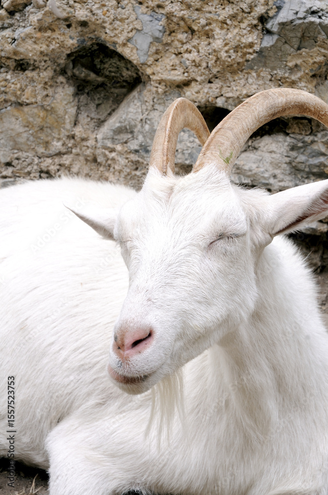 Kopf einer weilblichen Ziege. Head of a female goat. Kopf einer weilblichen Ziege. Head of a female goat.