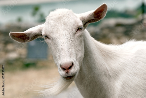 Kopf einer weilblichen Ziege. Head of a female goat.