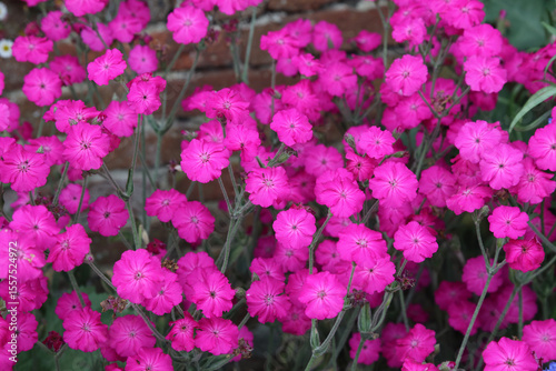 Macro image of Rose Campion blooms, Kent England
