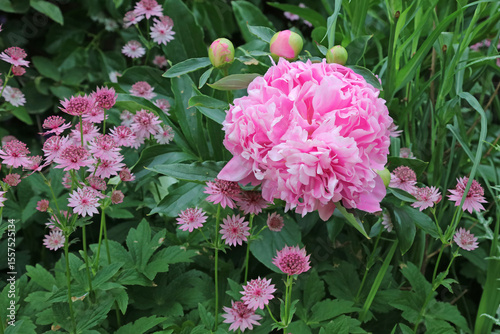 Pink Peony and Greater Masterwort blooms, Kent England
