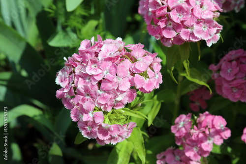 Sweet William blooms covered with rain drops, Kent England
