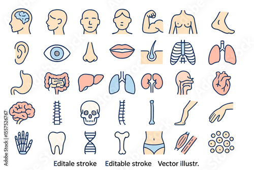 A collection of 45 outline icons pertaining to the human body and anatomy is available, featuring linear designs with editable strokes in vector illustration format