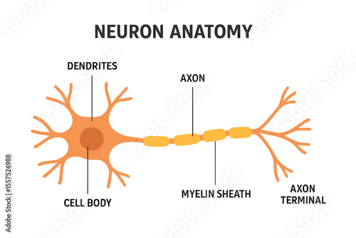 Vector infographic illustrating neuron anatomy, including the nerve cell, axon, and myelin sheath