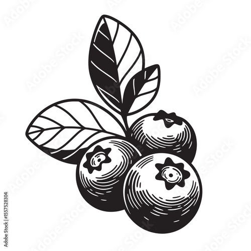 Detailed vintage art silhouette of blueberries with leaves against a white background