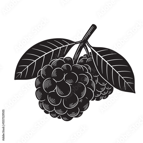 Elegant vintage art silhouette of ripe blackberries with detailed leaves in black and white