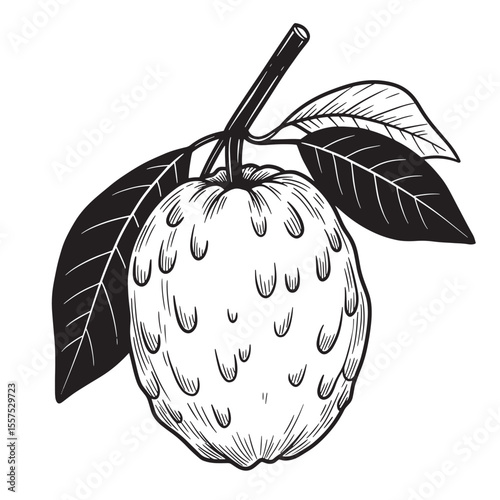 Hand drawn illustration of a cherimoya fruit branch with leaves in a vintage art silhouette style
