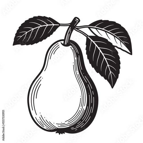 Vector illustration of a detailed vintage art silhouette pear with leaves on a branch