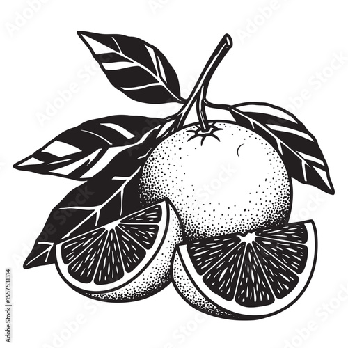 Vector illustration of an orange fruit with leaves and slices in a detailed vintage art silhouette style