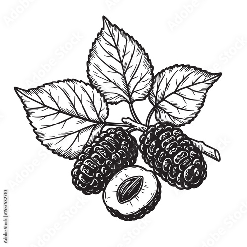 Vintage art silhouette of mulberries and leaves on white background