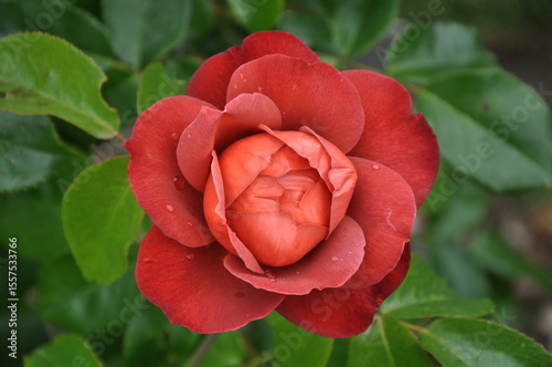 Beautiful single red rose in bloom against green leafy background