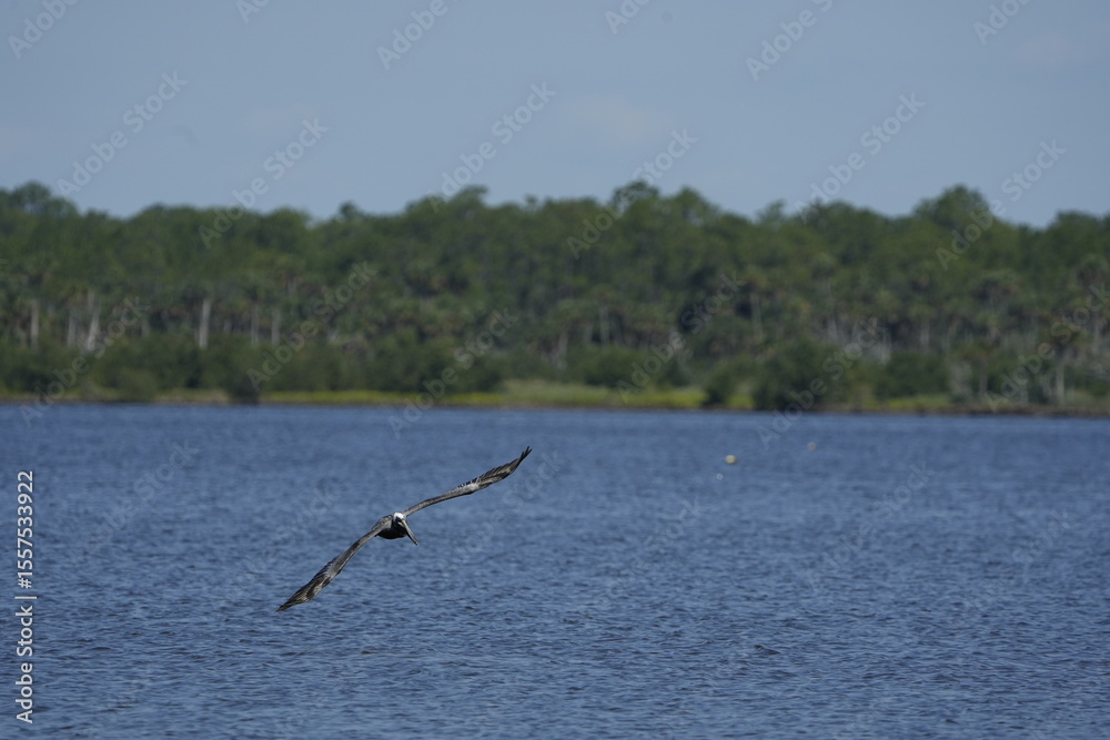 Naklejka premium Pelican in Flight