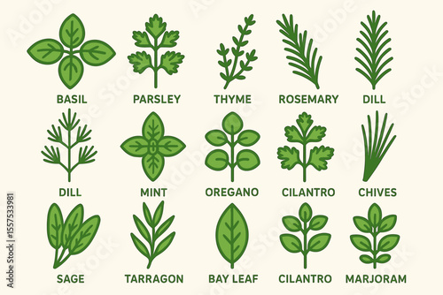 Illustrated collection of culinary herbs: basil, parsley, thyme, rosemary, mint, cilantro