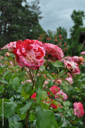 Beautiful pink and red summer roses in bloom