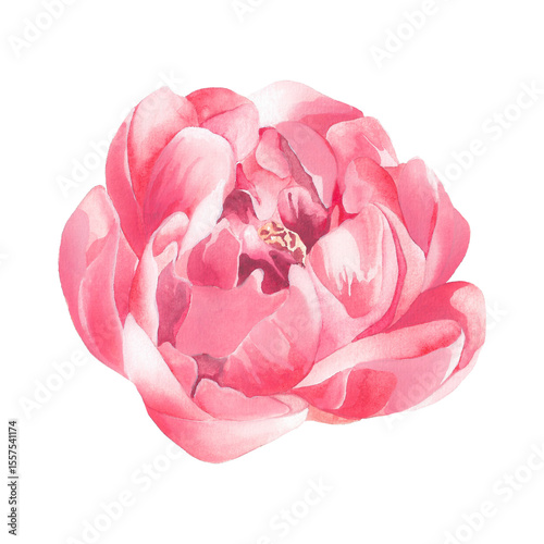 Fototapeta Naklejka Na Ścianę i Meble -  A soft watercolor bloom in blush and ivory tones, featuring gently layered petals and graceful curves—capturing delicate beauty, peaceful charm, and natural refinement