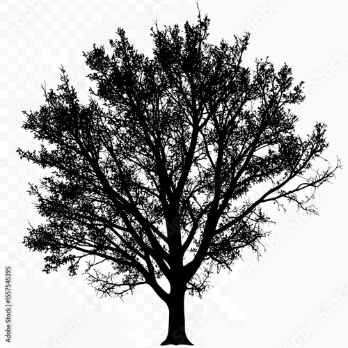 Detailed silhouette of a majestic deciduous tree against transparent backdrop