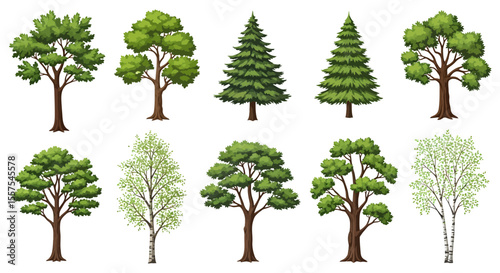 Diverse tree collection showcasing different types of deciduous and coniferous trees