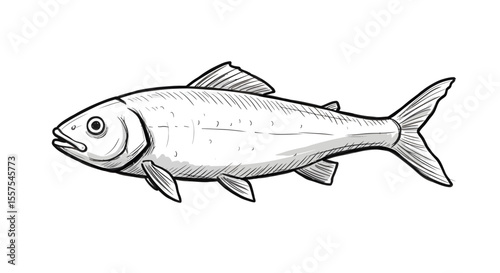 Hand-drawn illustration of a fish in black and white isolated on white background