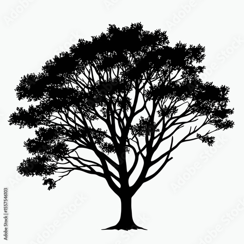 Silhouette of a majestic tree against a white backdrop showcasing its natural beauty
