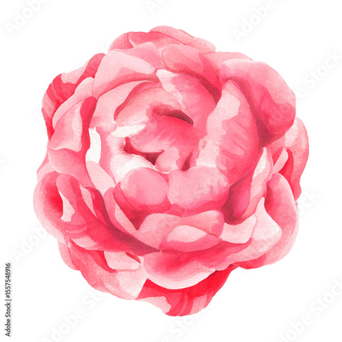 Fototapeta Naklejka Na Ścianę i Meble -  A soft pink peony in full bloom with layered watercolor petals, blending blush tones and delicate shadows radiating freshness, artistic charm, and natural elegance