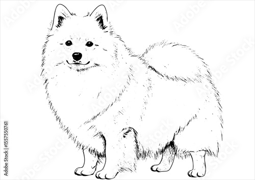 American Eskimo Dog pet portrait engraving intricate retro hand drawn style line art black and white vector illustration