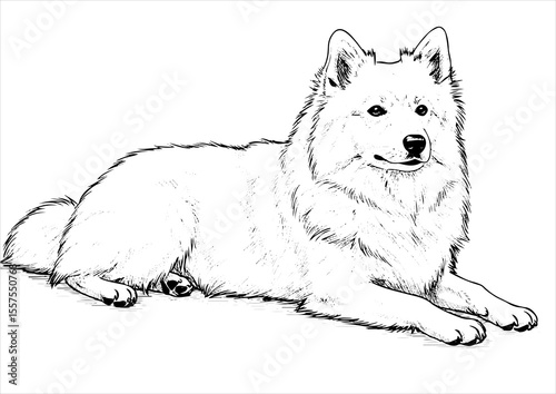American Eskimo Dog pet portrait engraving intricate retro hand drawn style line art black and white vector illustration