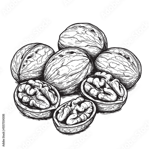 A detailed vintage art silhouette illustration showcasing whole and cracked walnuts displaying edible nut kernels isolated on a white background.