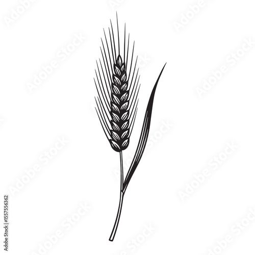 Artistic vintage art silhouette of a single wheat stalk depicting harvest season flour grain agriculture and bakery
