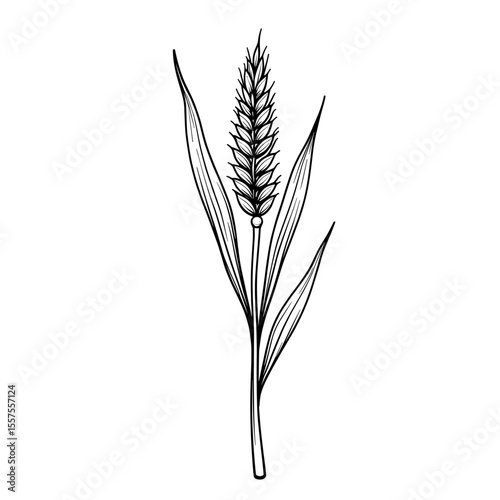 Sorghum grain line art – agricultural illustration, botanical study