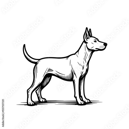 Line art of a standing dog with elongated shapes, canine illustration design