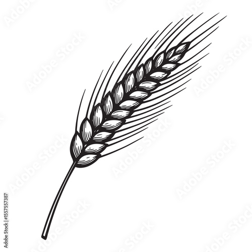 Detailed black and white illustration depicting a single ear of wheat a vintage art silhouette against a clean white background