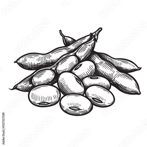 Detailed vintage art silhouette depiction of soybeans pods and beans with intricate hatching illustrating the agricultural produce