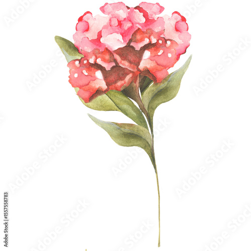 Fototapeta Naklejka Na Ścianę i Meble -  A delicate watercolor bloom in shades of pink and red with soft green leaves capturing natural elegance, artistic charm, and the graceful essence of floral beauty