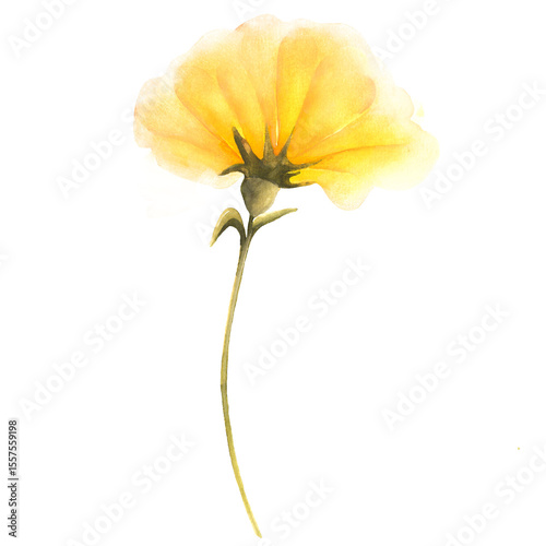 Fototapeta Naklejka Na Ścianę i Meble -  A single yellow bloom with soft, layered petals and a slender stem painted in gentle watercolor hues, it radiates warmth, calm energy, and natural botanical elegance